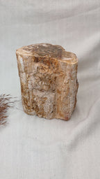 Madeira fóssil I